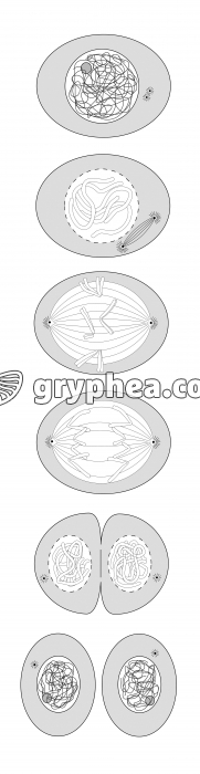 Mitose - schémas classés chronologiquement - gryphea.org